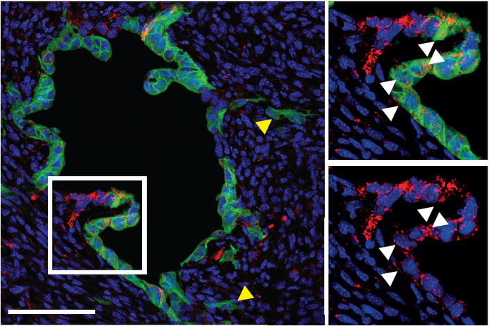 <b>Рис. 4.</b> Прослеживание судьбы Lgr5<sup>+</sup> клеток, меченых геном зеленого флюоресцирующего белка