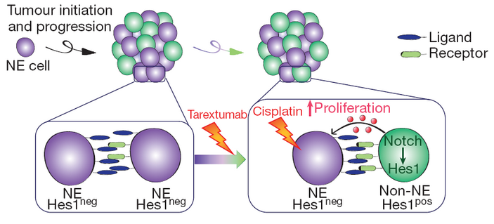 <b>Рис. 6.</b> Схема стимуляции роста опухоли МКРЛ в результате активации сигнального пути Notch