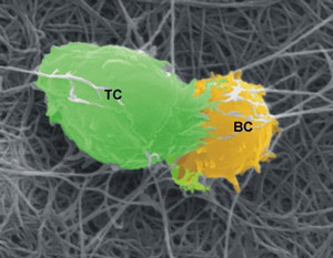 Взаимодействие Т-клетки и В-клетки in vitro на подложке из коллагеновых волокон