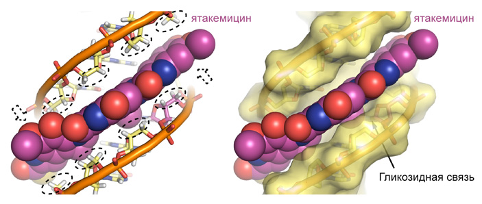Модель связывания молекул ятакемицина и ДНК