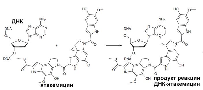 Рис. 2. Алкилирование азотистого основания ДНК ятакемицином