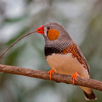 Рис. 1. Зебровая амадина