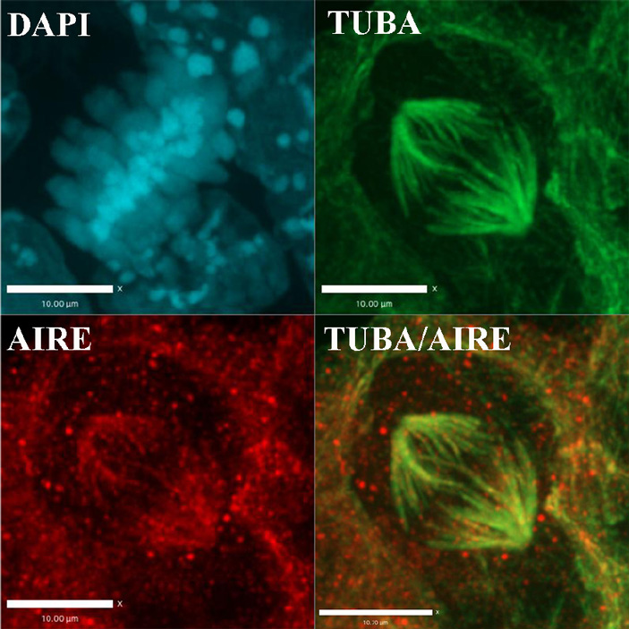 Белок AIRE в делящейся эмбриональной стволовой клетке мыши