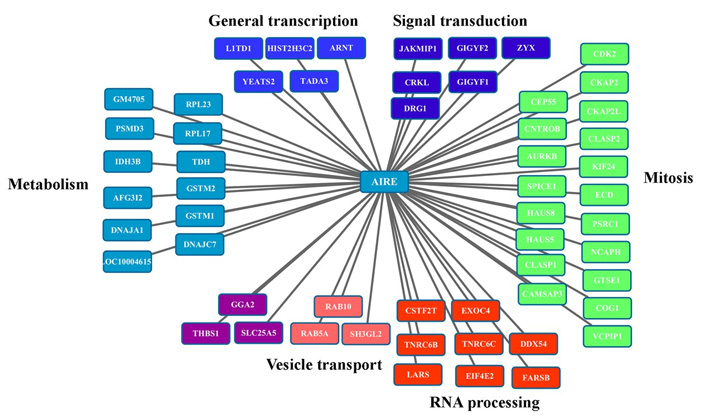 Рис. 2. Распределение белков-партнеров AIRE по функциональным группам