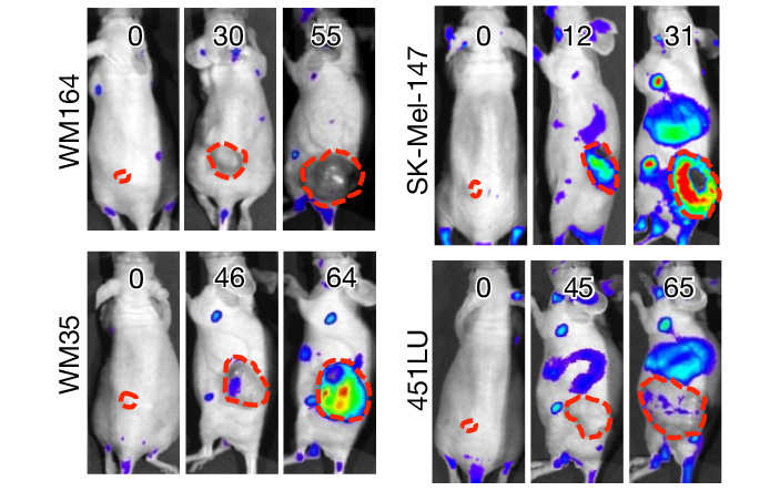 Рис. 2. Эмиссия люциферазы после трансплантации мышам клеток меланомы