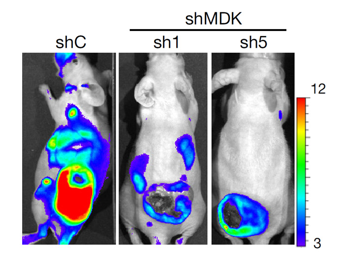 Рис. 5. Эмиссия люциферазы после трансплантации мыши клеток меланомы