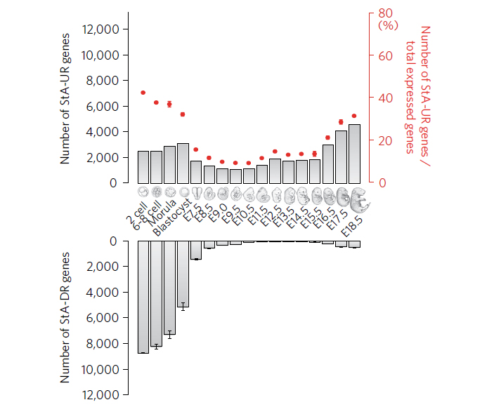 Рис. 4. Число генов, экспрессия которых достоверно повышена (верхний график) или понижена (нижний график) на разных стадиях развития мышиного эмбриона