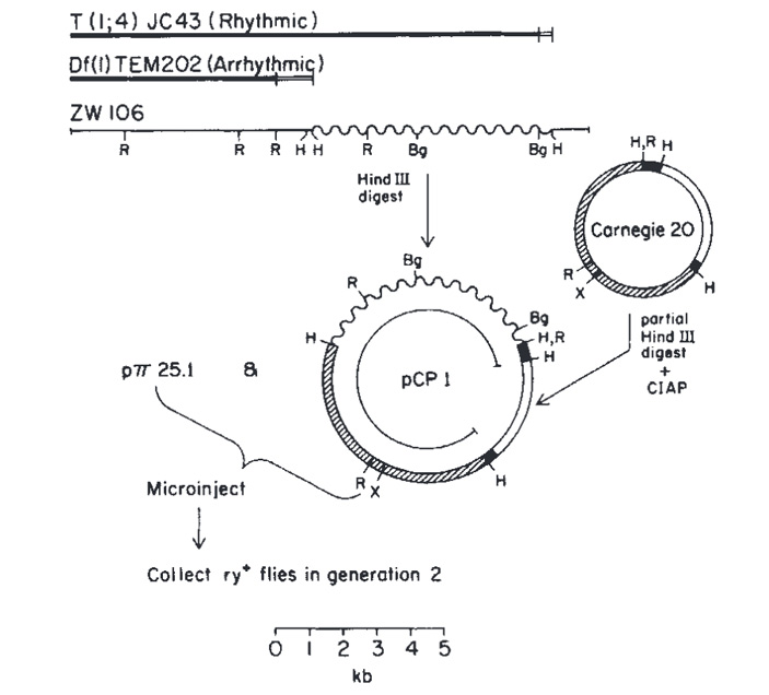 Схема работ 1984 года