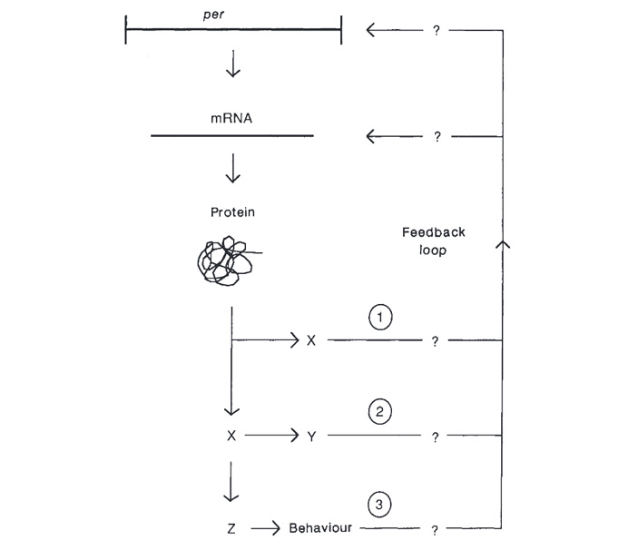 Схема связи суточных ритмов и активности гена per