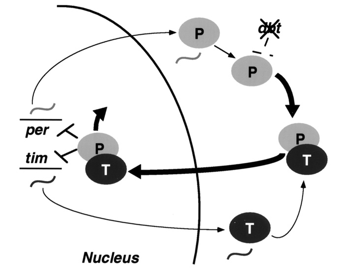 С дефектным dbt в цитоплазме накапливается свободный PER, и суточный ритм нарушается