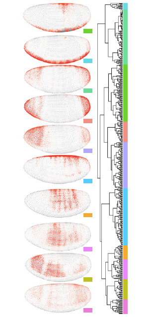 Рис. 3. Дендрограмма сходства паттернов экспрессии генов и десять усредненных «архетипических» паттернов