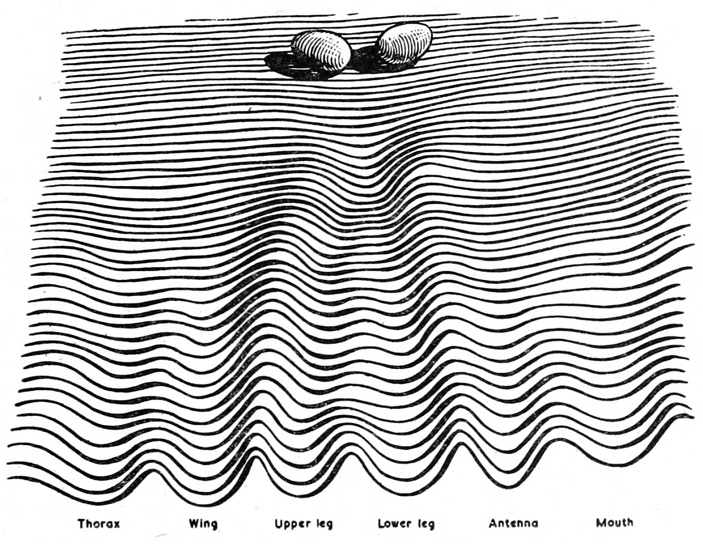 Рис. 2. Эпигенетический ландшафт Уоддингтона