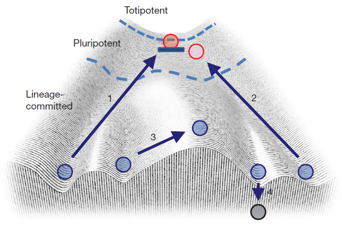 Рис. 3. Применение ландшафта Уоддингтона к репрограммированию клеток