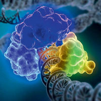 <i>Homo sapiens</i>: работа над ошибками