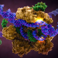 CRISPR/Cas системы