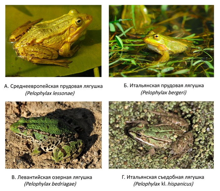 Виды зеленых лягушек