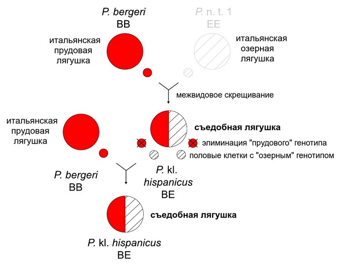 Воспроизведение вида-клептона