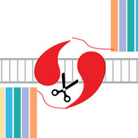 «Редакторы геномов». От «цинковых пальцев» до CRISPR