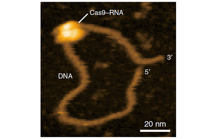 Рис. 4. Комплекс Cas9-РНК, специфически связанный со своей мишенью в отсутствие ионов Mg2+