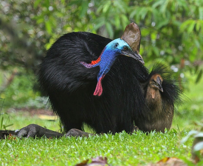 Рис. 4. Казуар с птенцом