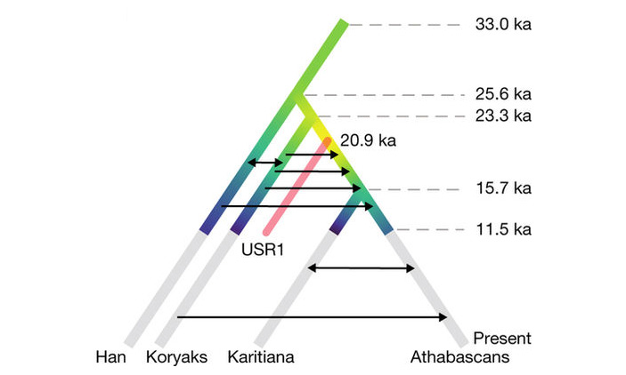 Рис. 3. Предельно упрощенная генеалогия коренных американцев