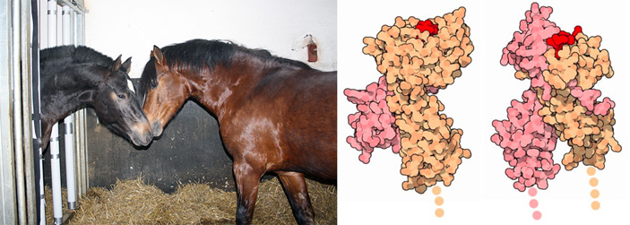 Домашние лошади и белок ГКГ