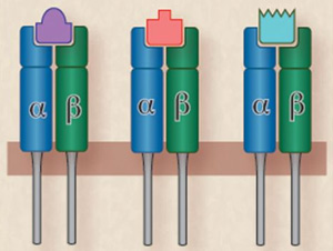 Рис. 3. Пептиды соответствуют по форме щелям в молекулах ГКГ