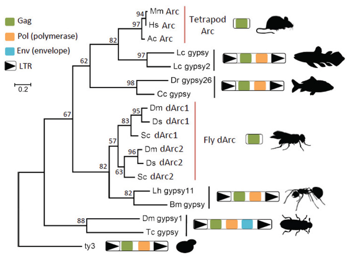 Рис. 3. Филогенетическое древо гена Arc и ближайших к нему по строению генетических элементов у животных и дрожжей