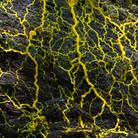 Рис. 1. Миксомицет Physarum, амёбоподобное простейшее, при необходимости формирующее растущие подвижные многоклеточные агрегаты