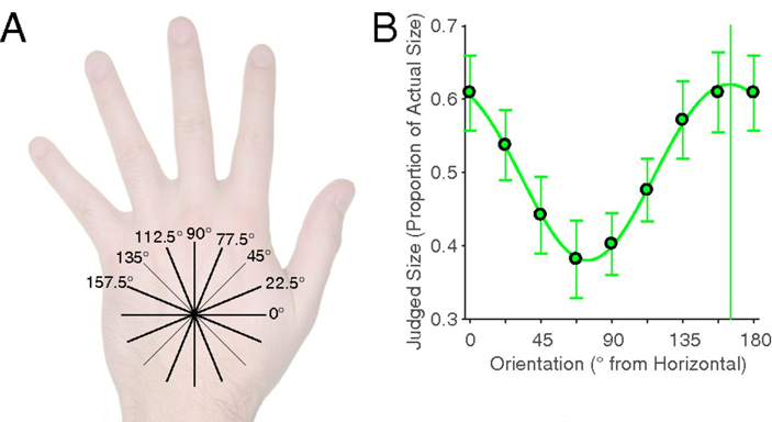 Рис. 5. A — расположение линий под разным углом по отношению к условно выбранной поперечной линии
