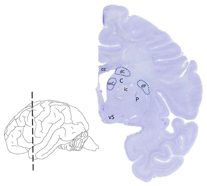 Рис. 2. Исследованные участки дорзального стриатума