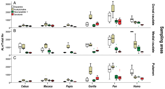 Рис. 3. Нейрохимические профили трех участков стриатума