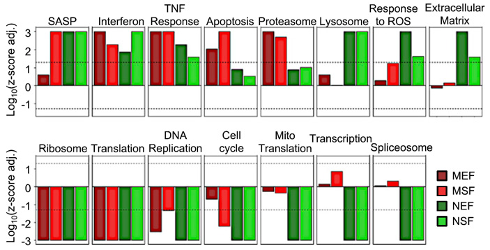 Рис. 7. Экспрессия генов после дозы облучения 20 Гр гамма-излучения