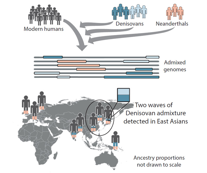 Рис. 1. «Графическое резюме» обсуждаемой статьи в Cell