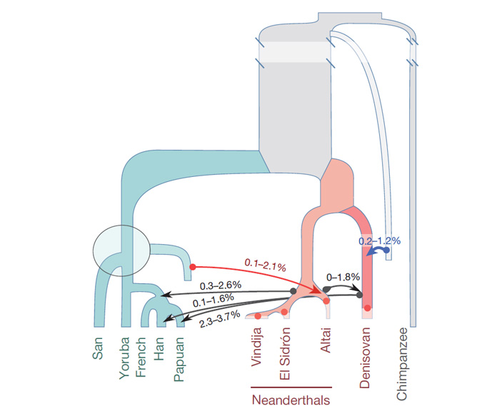 Рис. 2. Эпизоды гибридизации, более или менее надежно установленные к 2016 году