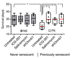 Рис. 4. Выживаемость (в днях) мышей после трансплантации
