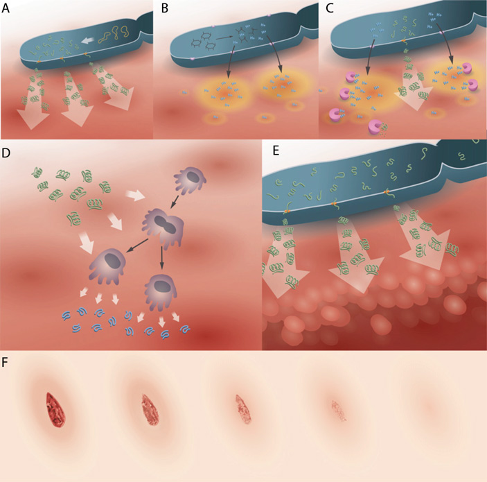 Рис. 2. Схема действия разработанного учеными бактериального препарата при его местном применении на ране