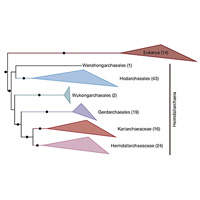 Новое эволюционное дерево асгардархей и положение на нем эукариот