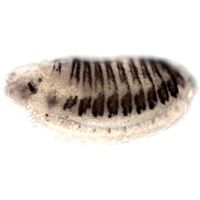 Работа теневого энхансера Z на двух стадиях эмбрионального развития Drosophila melanogaster. Чтобы выявить клетки эмбриона, в которых «срабатывает» энхансер, в геном мухи был добавлен ген бета-галактозидазы, соединенный с энхансером Z. Те участки эпидермиса, в которых энхансер сработал, выявлялись при помощи антител к бета-галактозидазе. Изображение из дополнительных материалов к обсуждаемой статье в Nature