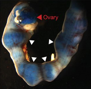 Рис. 4. Имплантация бластоидов в матку мыши