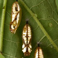 Куколки Mechanitis polymnia