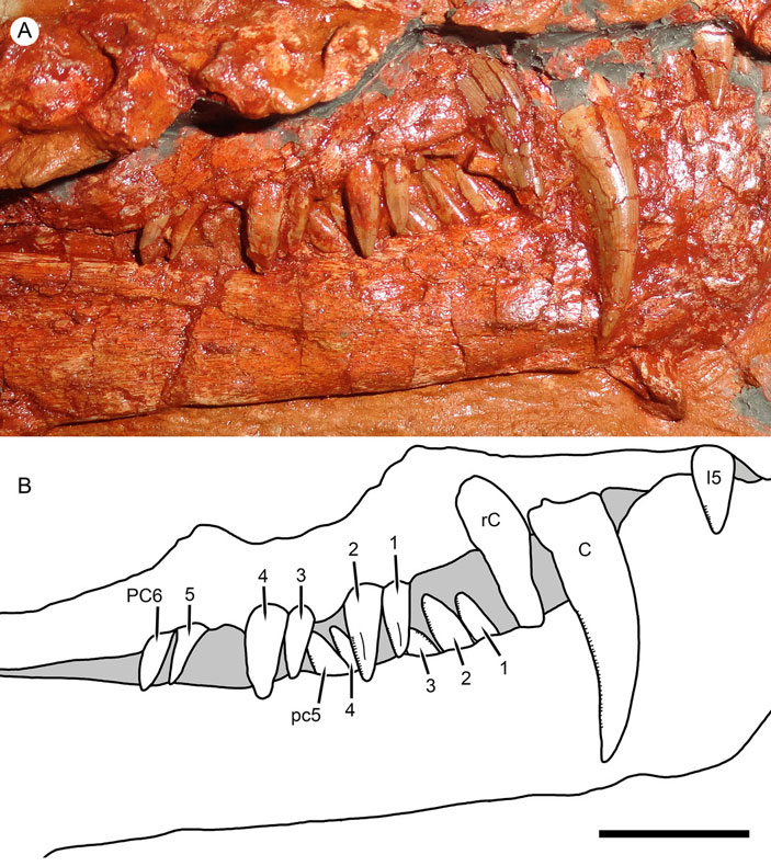 Рис. 4. Фотография и прорисовка парных зубов Nochnitsa geminidens