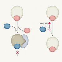 Схема действия соединения AMG 510