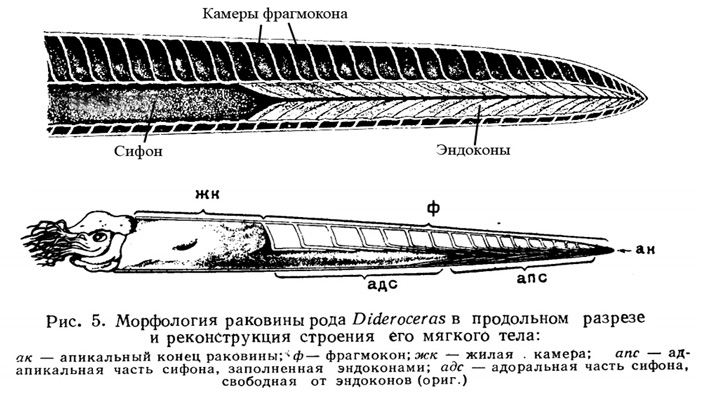 Схемы строения раковин эндоцерид