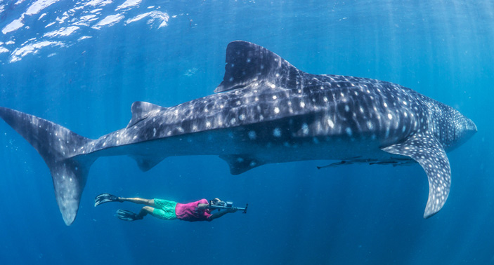 Китовая акула (Rhincodon typus) — гигантский фильтратор
