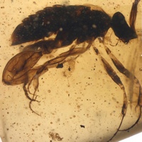 Самка осы Aptenoperissus magnifemoris