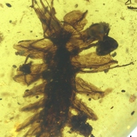 «Печеночный мох»