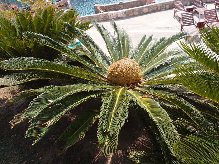 Рис. 1. Женское растение саговника поникающего (Cycas revoluta)