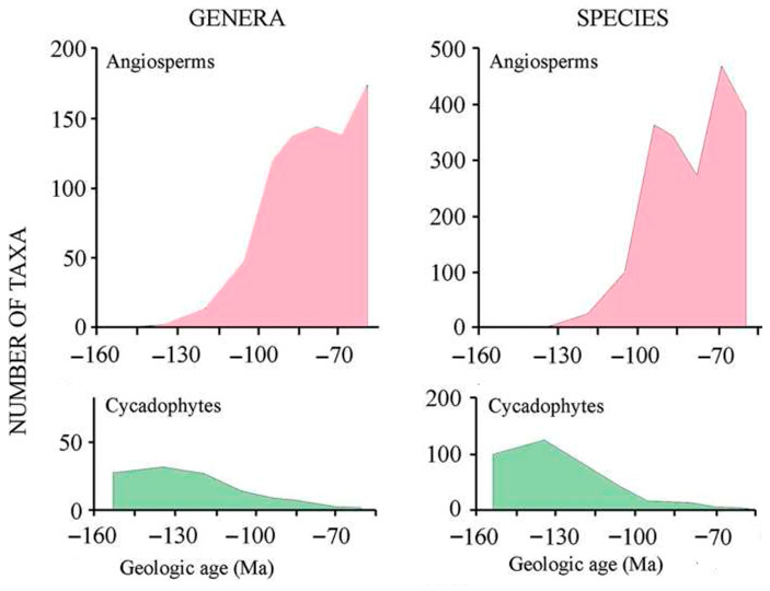 Рис. 2. Резкое снижение числа таксонов Cycadophytes (беннеттитовые и саговниковые)