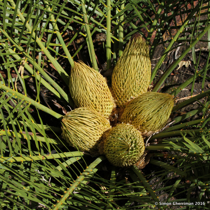 Рис. 3. Мужские шишки Macrozamia, одного из опыляемых насекомыми саговников